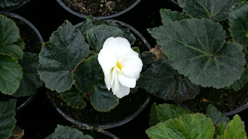 Begonia bulwiasta