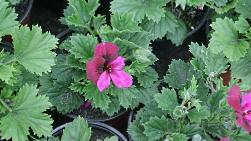 Begonia Wielkokwiatowa