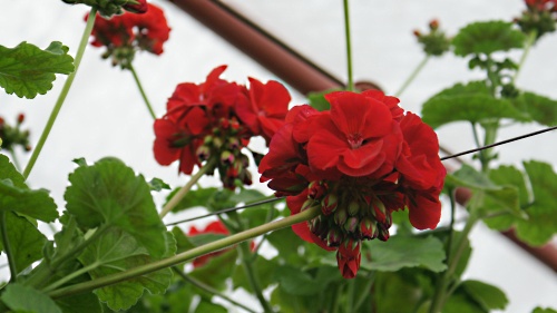 Pelargonia Kwietnikowa
