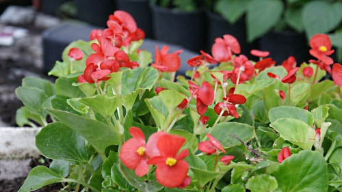 Begonia Wieczniekwitnąca